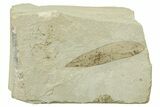Eocene Fossil Parvileguminophyllum Leaf (Pea Family) - Utah #262396-1